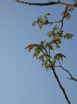 IMG_1426.jpg